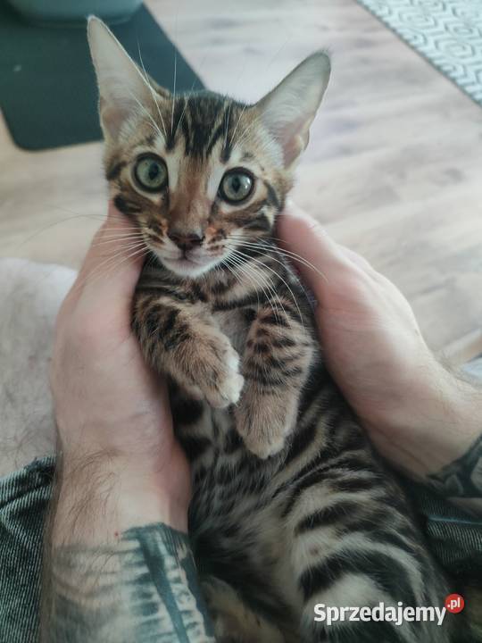 Koty Bengalskie kot bengalski miot C FPL Felis Iskrzynia