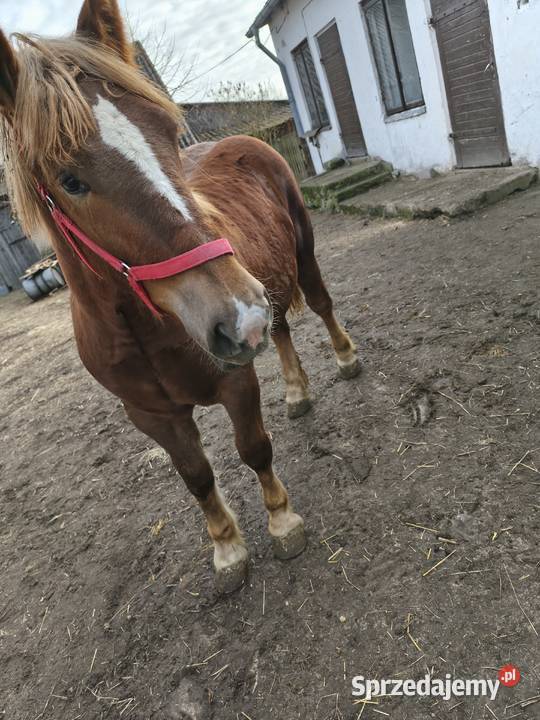 Klaczka Kobyłka zimnokrwista Tarczyn sprzedam