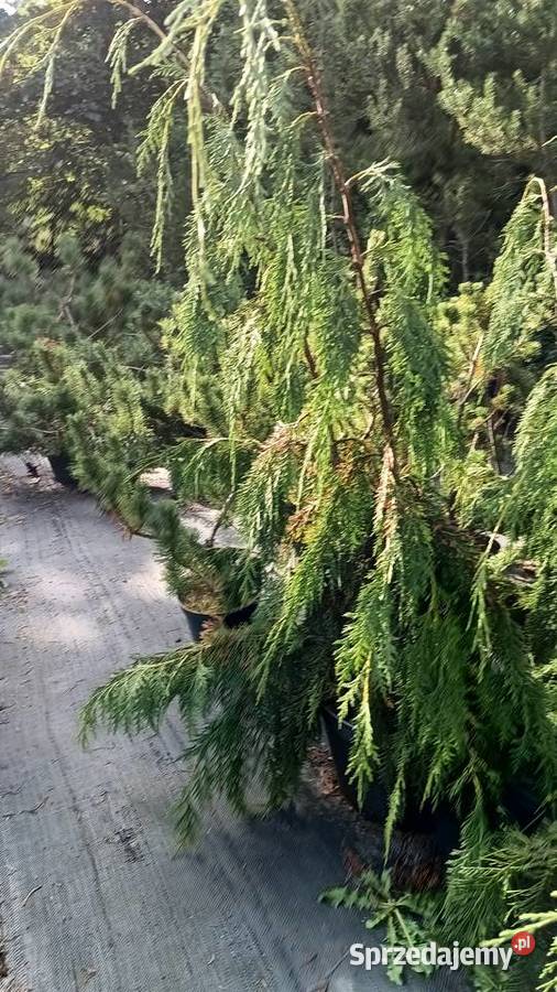 Cyprysik nutkajski Pendula 80100 wysokie Strzepcz sprzedam
