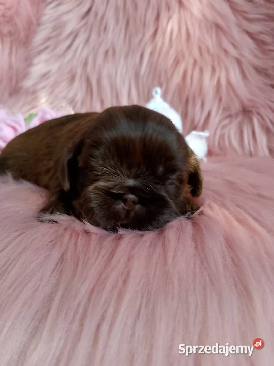 Czekoladowa suczka rasy ShihTzu opolskie Kluczbork
