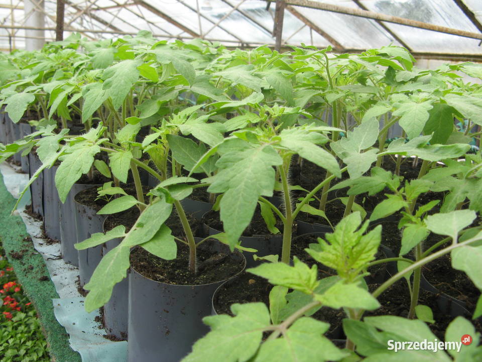 Sadzonki pomidorów holenderskich i polskich pd Łomianki