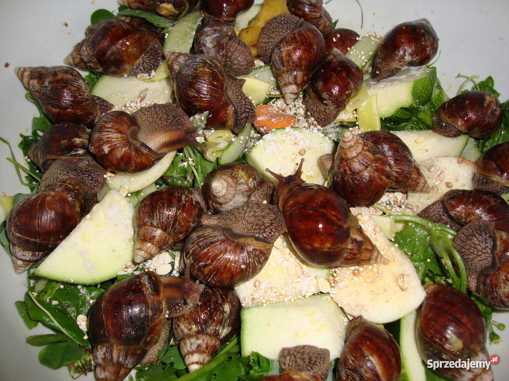 Ślimaki lądowe olbrzymy Achatina fulica lubelskie Lublin