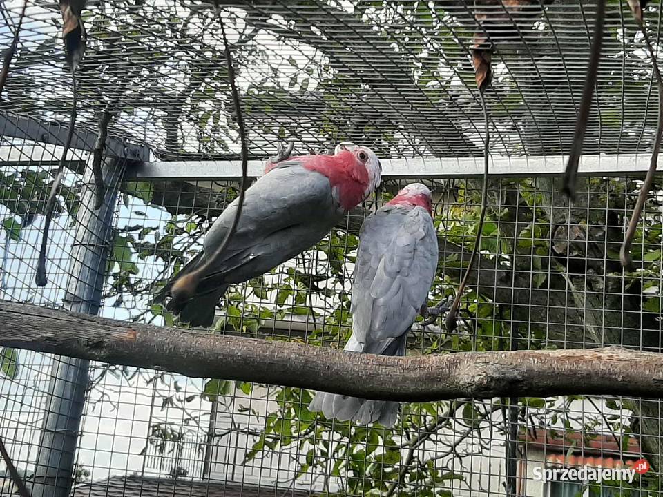 Kakadu różowe para 23r Ptaki Skała