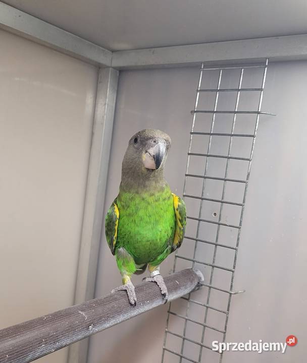 Afrykanka brunatnogłowa Kościan