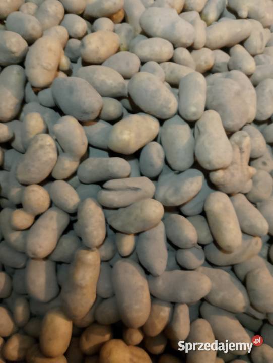 Ziemniaki Queen Anna Denar Waganiec