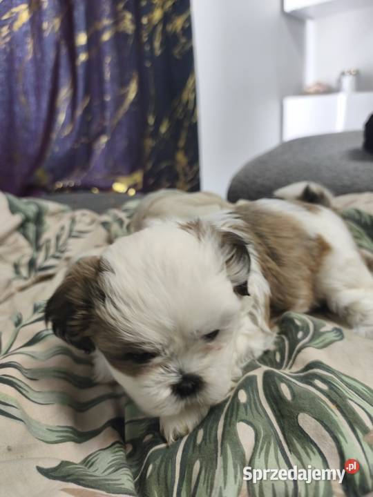 Szczeniaki shih tzu szukają domków Pozostałe Mrągowo