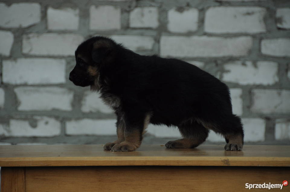 OWCZAREK NIEMIECKI SZCZENIĘTA Z RODOWODEM FCI Kępno sprzedam