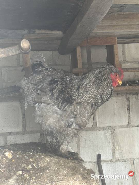 Jaja lęgowe kochin olbrzymi Jaja Uchanie