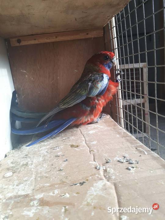 Rozelle królewskie Skała