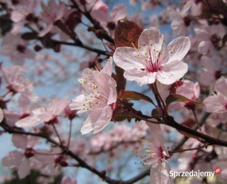 ŚLIWA WIŚNIOWA AŁYCZA Prunus marybolana NASIONA Nasiona Lubanie
