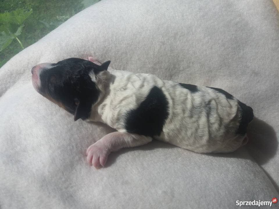 Szczenięta foksterier szorstkowłosy Rogoźno