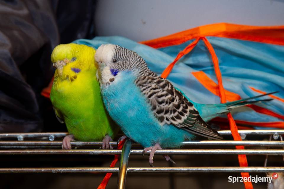 papugi faliste 3 parki Zwierzęta Koszyce Wielkie
