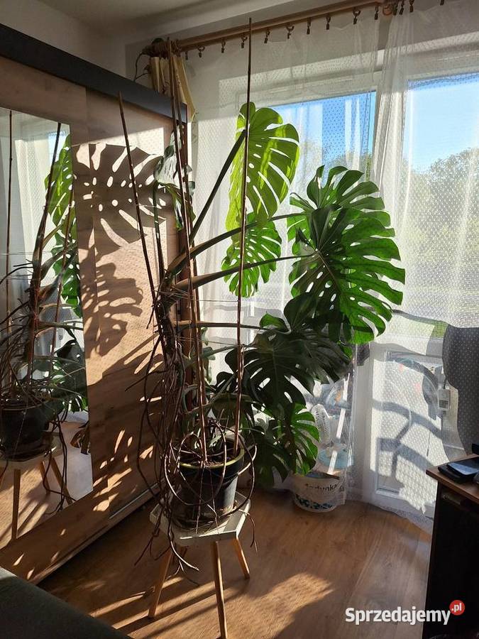 Monstera dziurawa Warszawa
