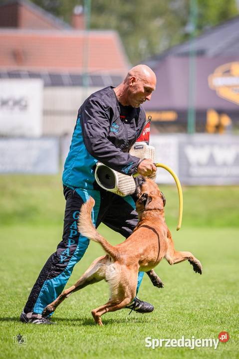 Owczarek Belgijski Malinois FCIZKWP
