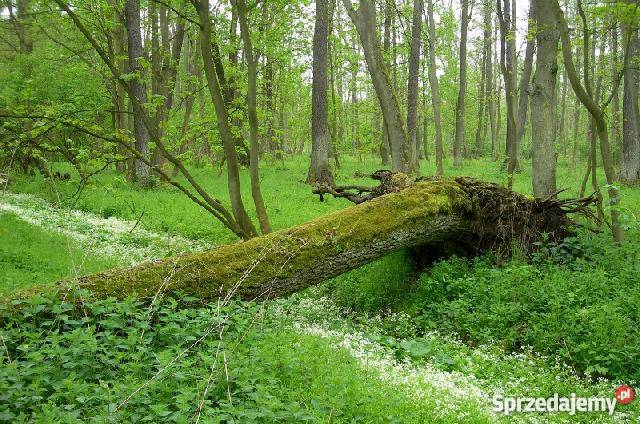 Działka budowlana w pobliżu jeziora Skoki Małe