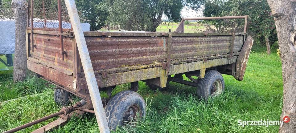 Rozrzutnik czarna białostocka dolnośląskie Wrocław