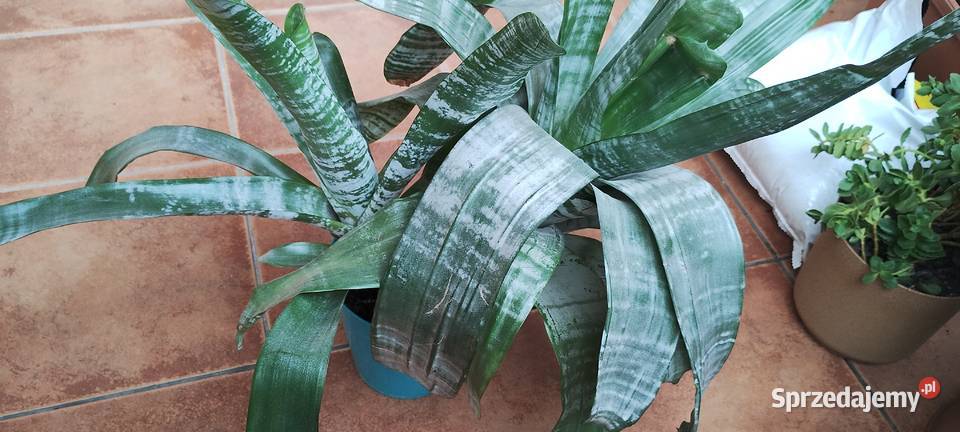 Kwiat ECHMEA wstęgowata Aechmea fasciata wielkopolskie Leszno