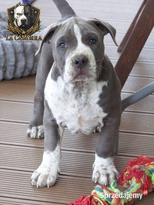 American Staffordshire Terrier Blue Amstaff opolskie Paczków