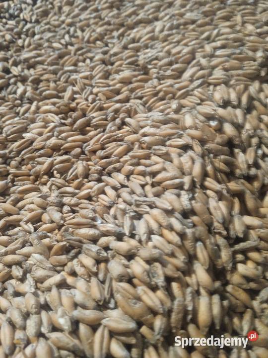Sprzedam pszenżyto 2025 Zboża Łączany