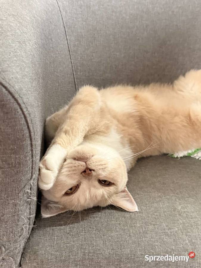 Piękna kocica brytyjska rudy Bicolor mazowieckie Ostrołęka