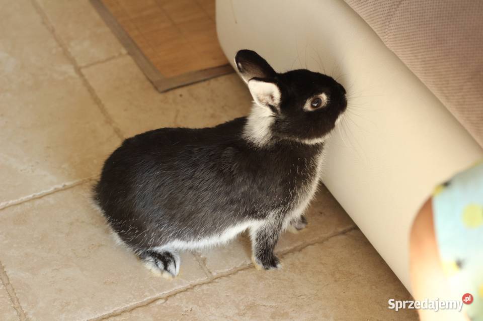 Królik Nideland karzełek samiczka z rodowodem małopolskie Michałowice