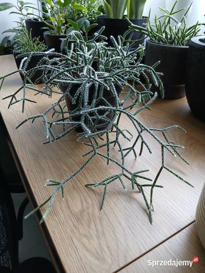 Rhipsalis Pilocarpa patyczak Częstochowa sprzedam