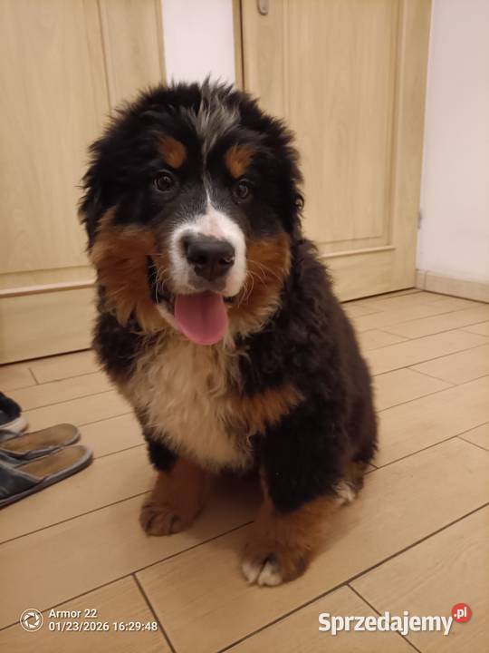 Piesek Berneński Pasterski Berneński Pies Pasterski