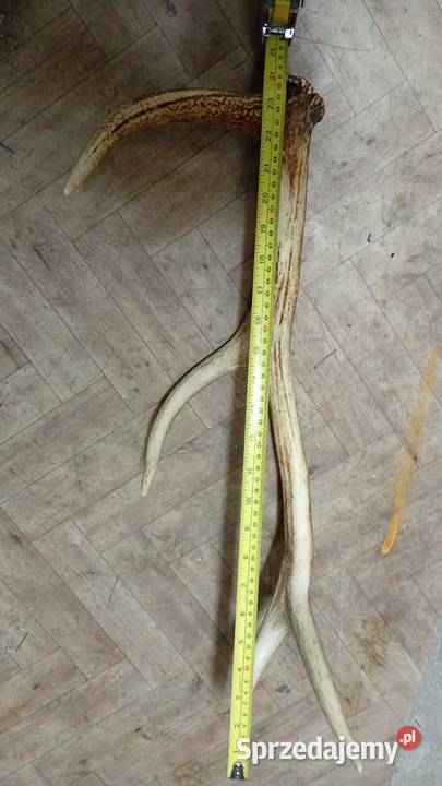 Poroże rogi 61 Elbląg