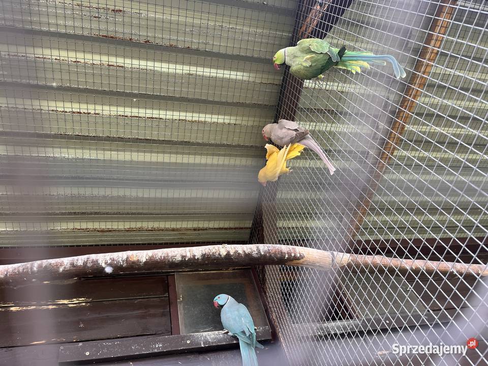 Papugi aleksandretty obrożne Ptaki Limanowa sprzedam