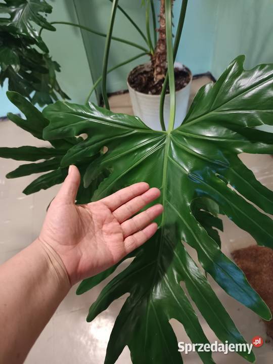 Filodendron duży zdrowy Zielone Warszawa