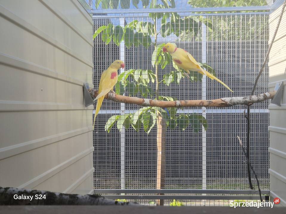 Aleksandretty wielkie lutino Rakoniewice