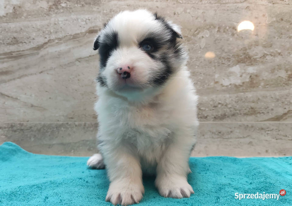 Pies SZOGUN Border Collie rasowy z hodowli z Iwonicz sprzedam