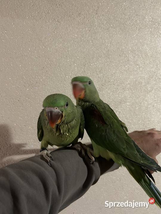 Aleksandretta Większa Aleksandretty Wielkie Sławków