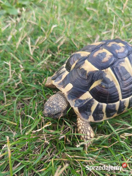Żółw grecki 3 lata 350zl Kraków Gady i płazy sprzedam