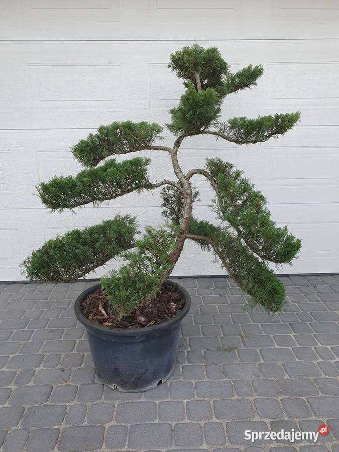 TANIO bonsai jałowiec formowany juniperus Łebno