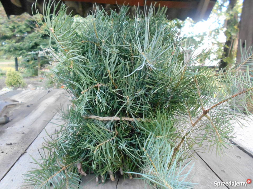 Gałęzie iglaków na świąteczne dekoracje wielkopolskie Koźlątków