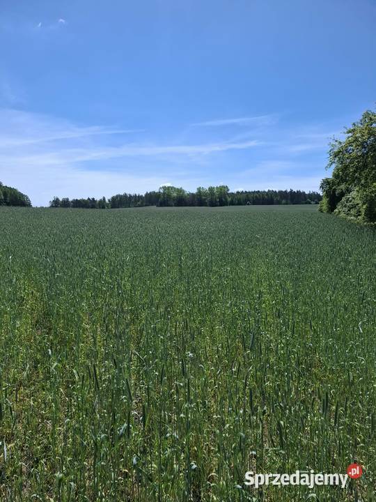 Sprzedam ziemię rolną mazowieckie sprzedam