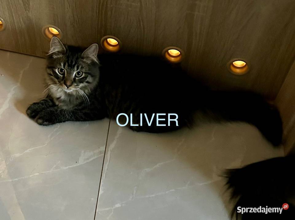 Rodowodowe kotki syberyjskie Syberyjski dolnośląskie Świerzna sprzedam