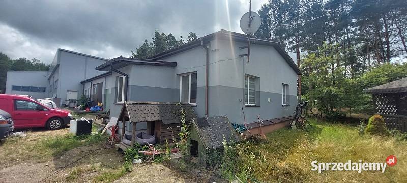 Syndyk sprzeda Amelin