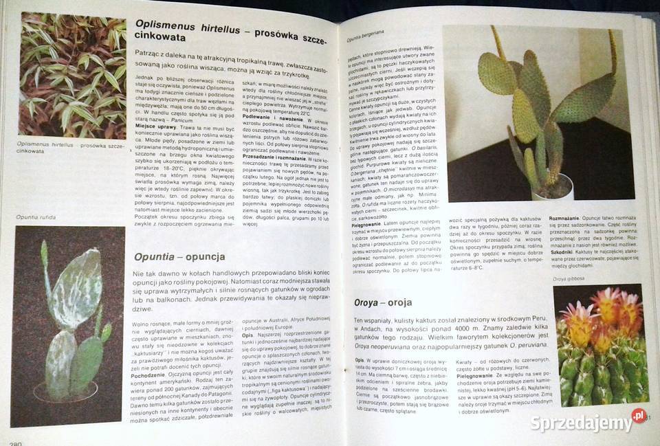 Mieszkamy wśród kwiatów Margot Schubert Rob twarda Chełm