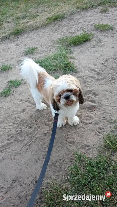 mam ślicznego pieska dorosłego uwielbia dzieci Grabówiec