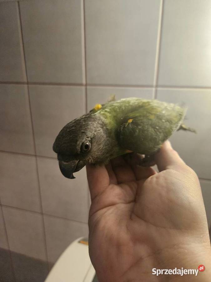 Afrykanka Senegalska Bydgoszcz