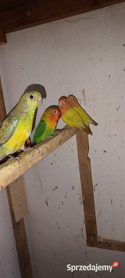 Sprzedam papugi Pierzchnica