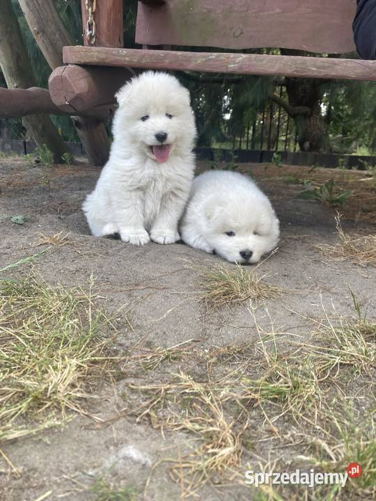 Sprzedam szczeniaczki samoyed piesek I suczka łódzkie