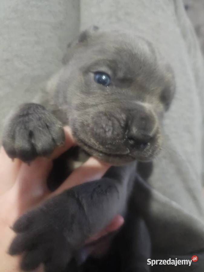 Szczenięta Cane Corso Łubno sprzedam