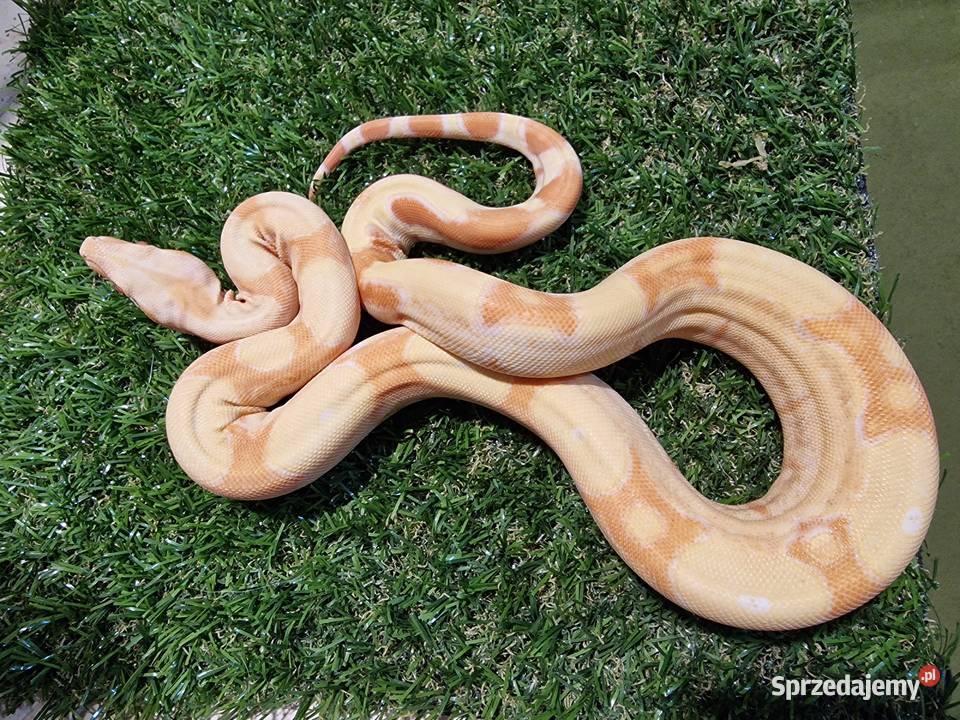 Boa cesarski Junglow Warszawa