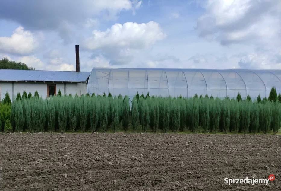 Jałowiec Blue Arrow Podkarpackie