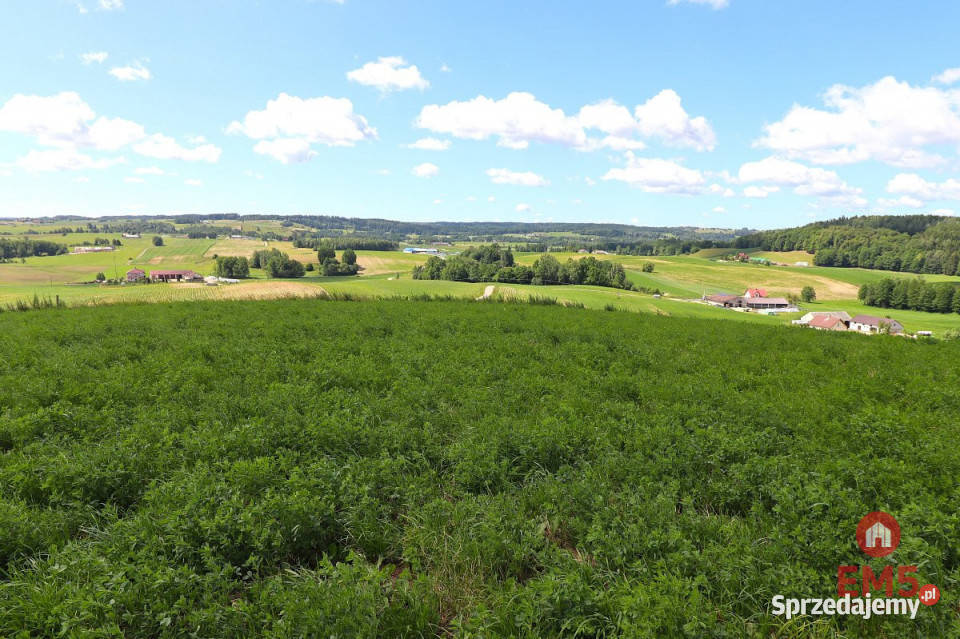 sprzedaży gruntu 4800m2 Olszanka sprzedam