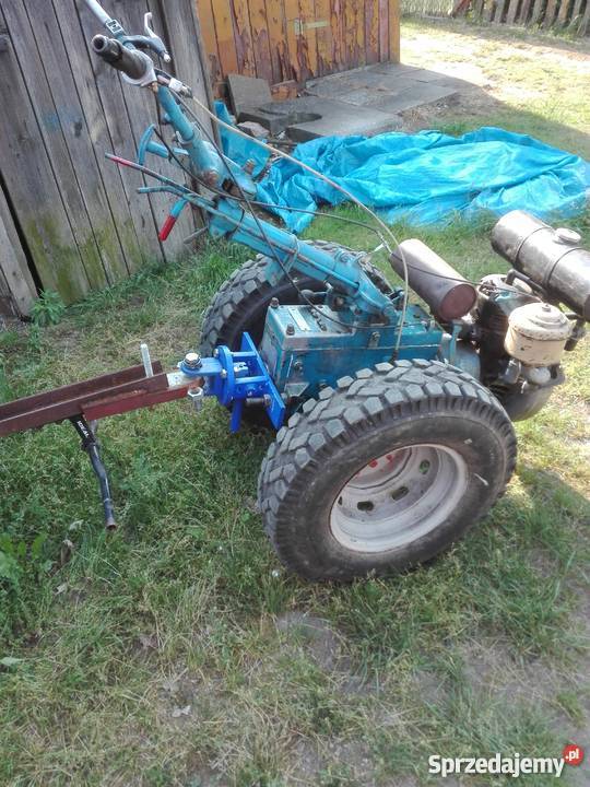 Dzik Pozostałe Mirostowice Dolne sprzedam