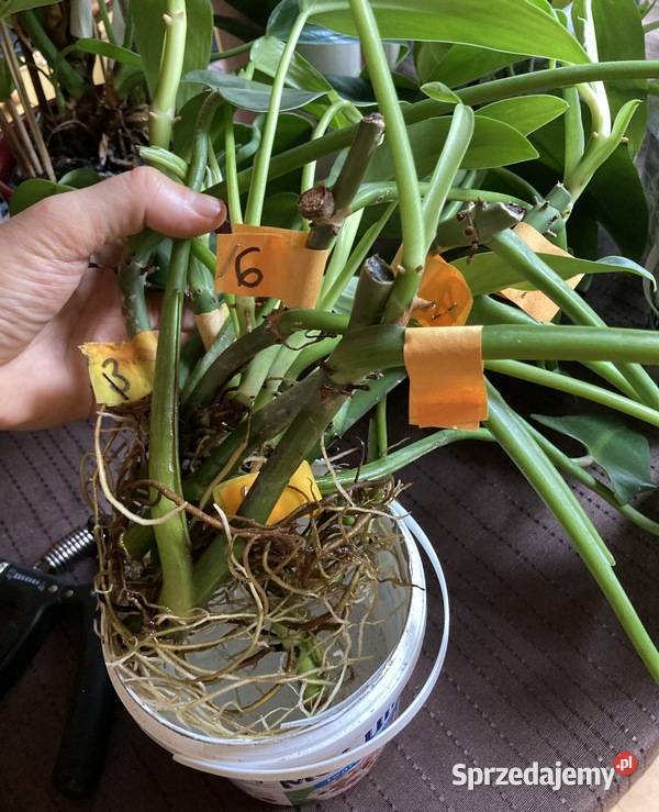 Philodendron filodendron Emerald Queen sadzonka Rośliny domowe małopolskie